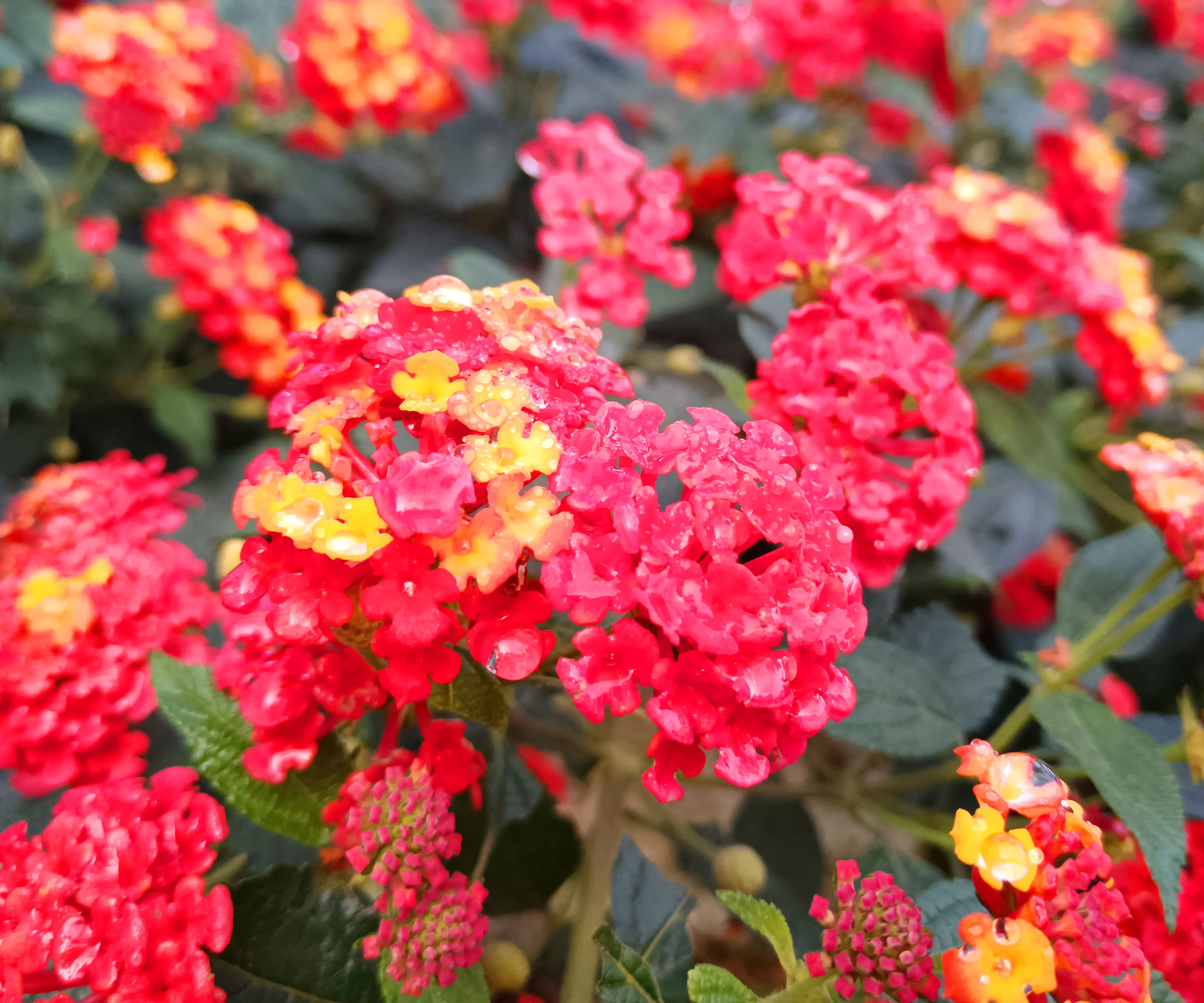 lantana plants with vibrant red and yellow flowers