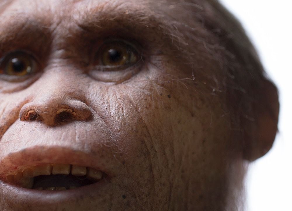 A reconstruction of &lt;i&gt;Homo floresiensis&lt;/i&gt; by Atelier Elisabeth Daynes.