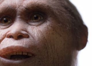 A reconstruction of <i>Homo floresiensis</i> by Atelier Elisabeth Daynes.