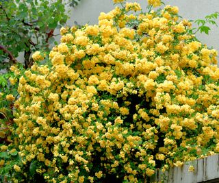 Yellow Lady Banks' Rose climbing over a garden wall