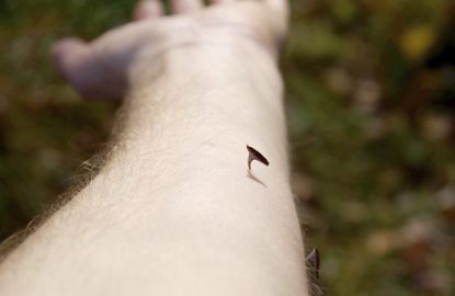 Rose Thorn Stuck In An Arm