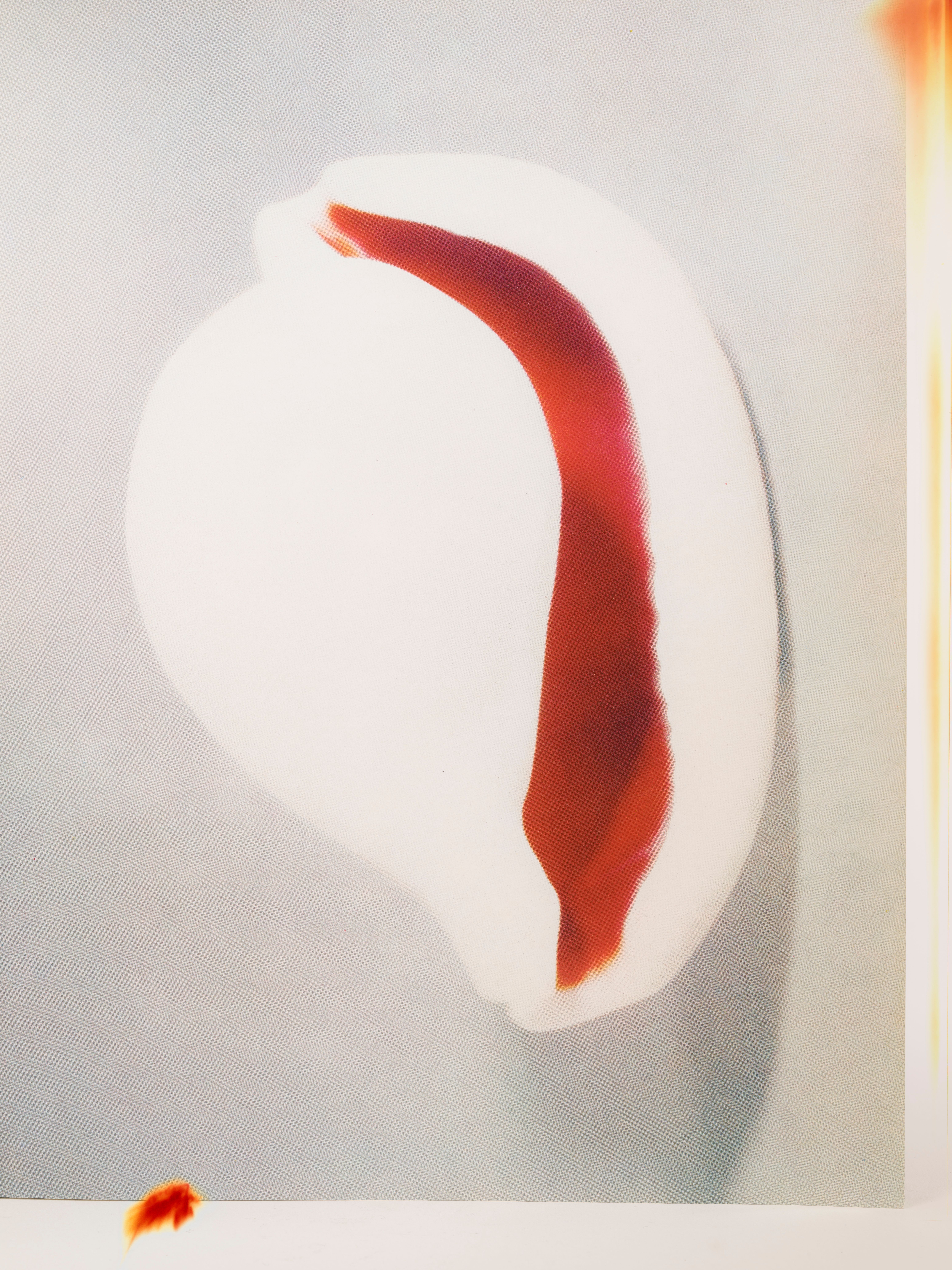 book on shells