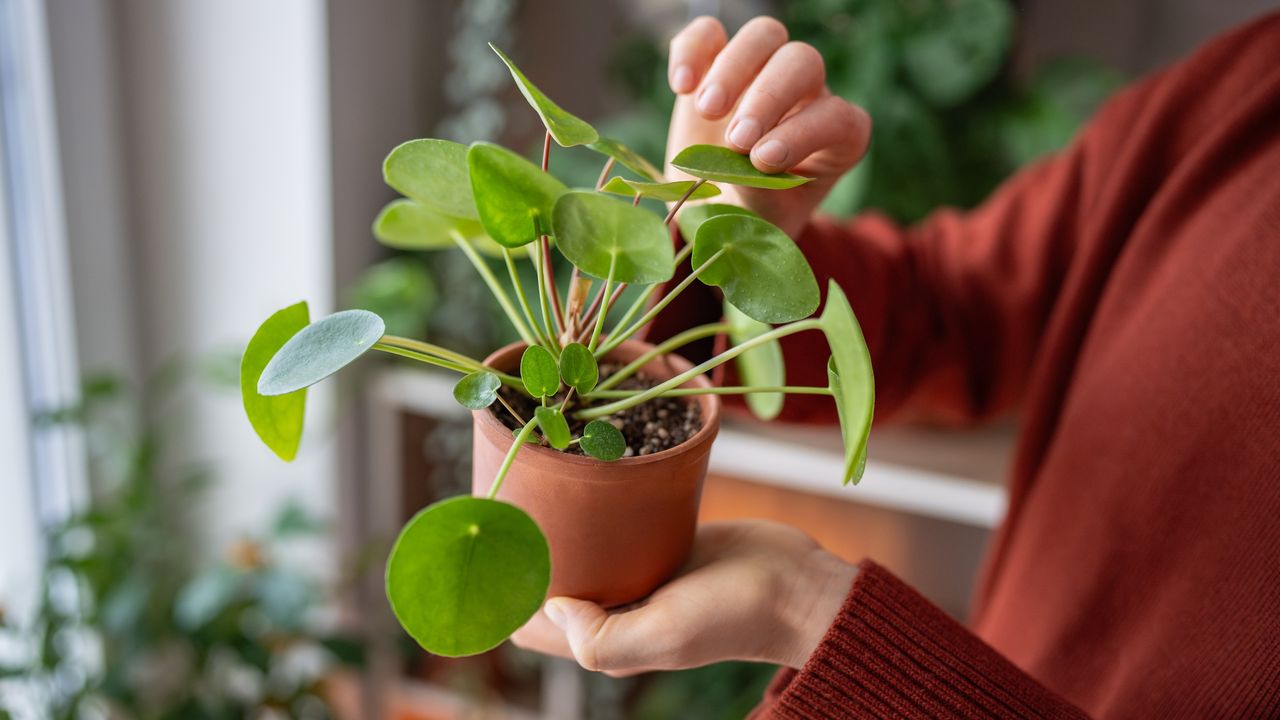 Woman holding Chinese money plant