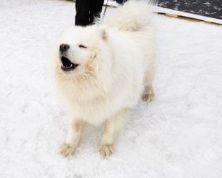 White dog barking