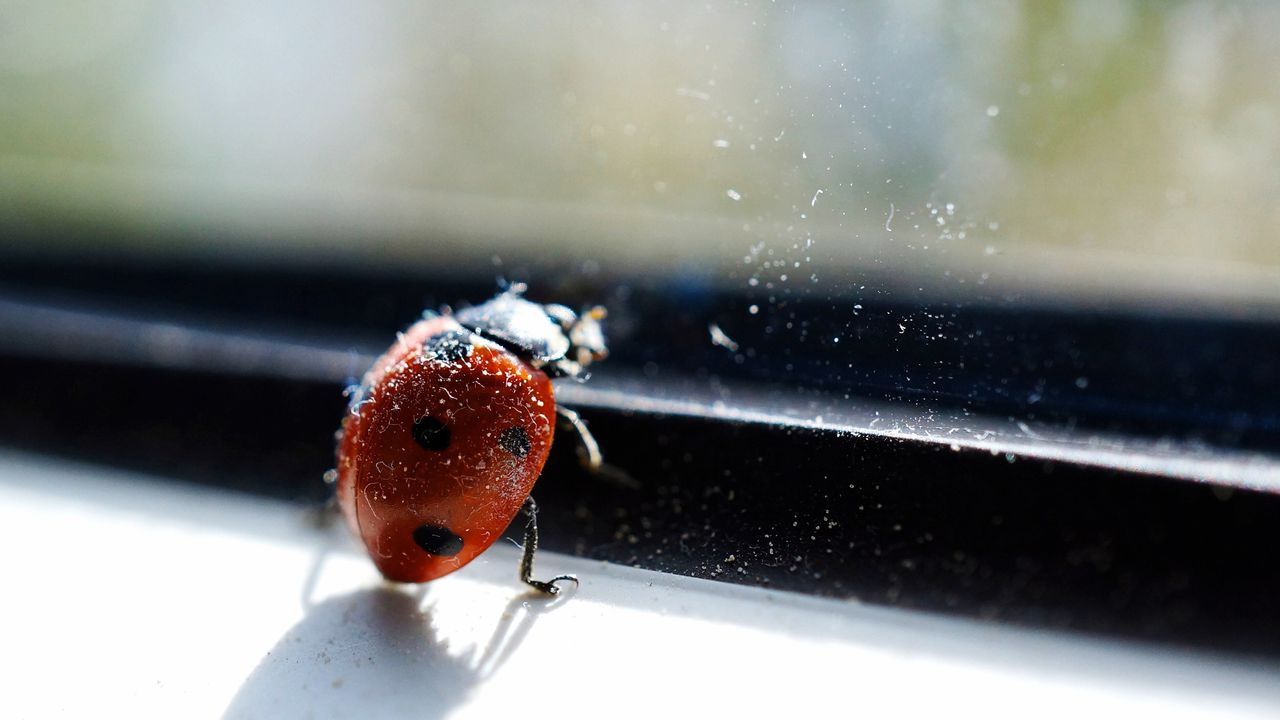 A common ladybird crawling on black-framed windowsill