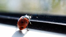 A common ladybird crawling on black-framed windowsill