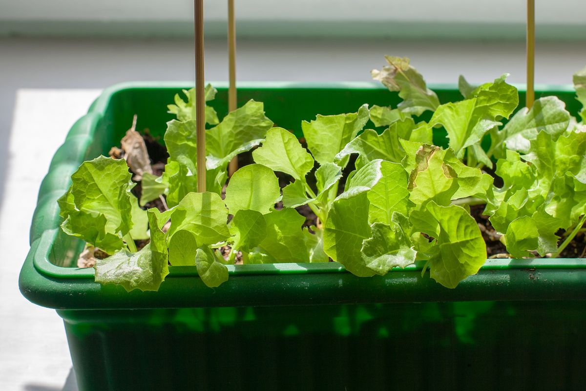 how-to-harvest-lettuce-to-enjoy-fresh-and-delicious-leaves-year-round