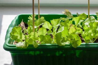 lettuce on windowsill in how to grow lettuce