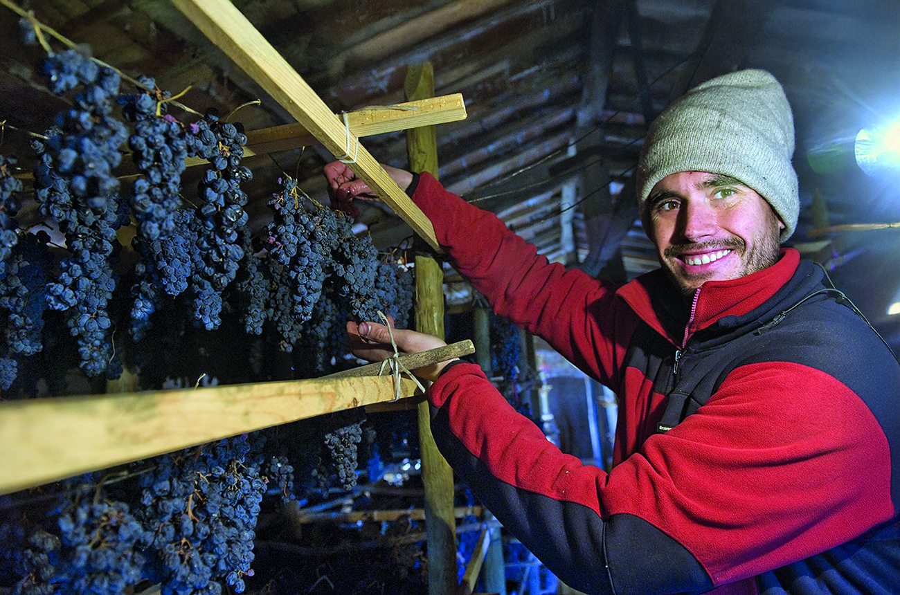 Miguel Mart&iacute;nez inspects bunches of drying grapes