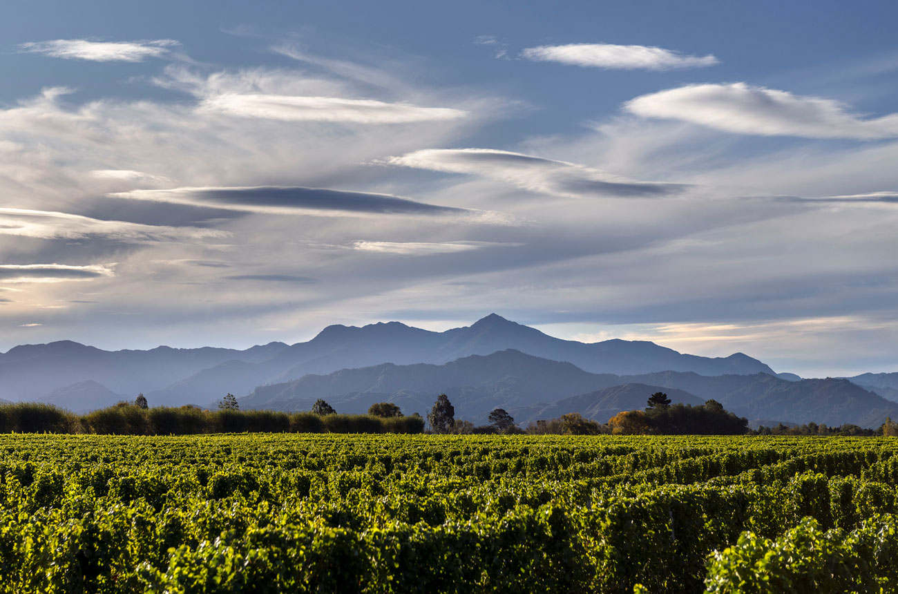 Clouston Vineyard, Fairhall, Marlborough, New Zealand Greywacke Chardonnay