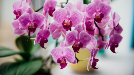 Bright pink orchid sitting in a yellow pot sitting on a windowsill