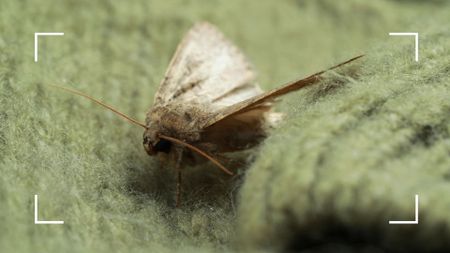 picture of house moth on green knitted jumper