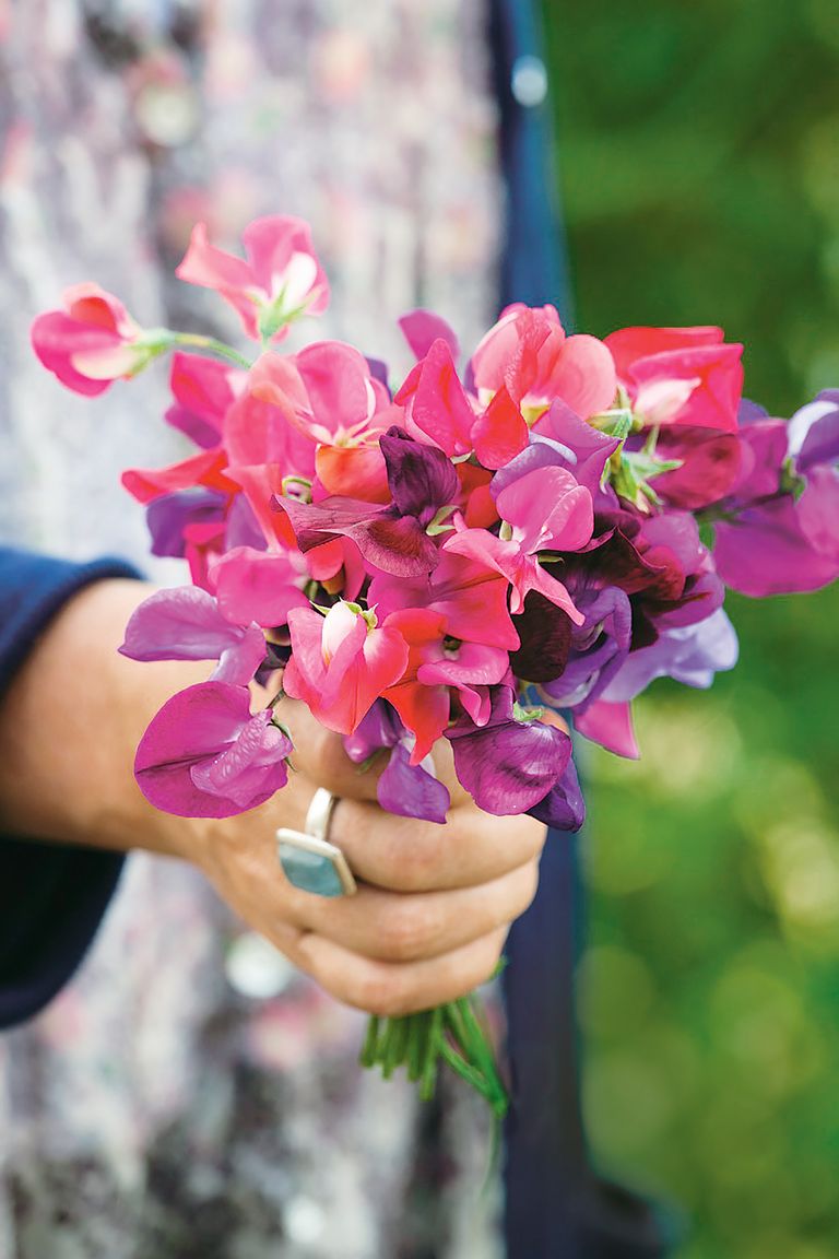 How to grow sweet peas expert advice for fabulous blooms Gardeningetc