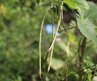 Yardlong beans growing on the plant