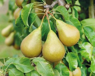 Conference pears on tree