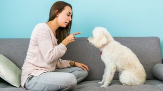 Woman telling dog off for being on couch