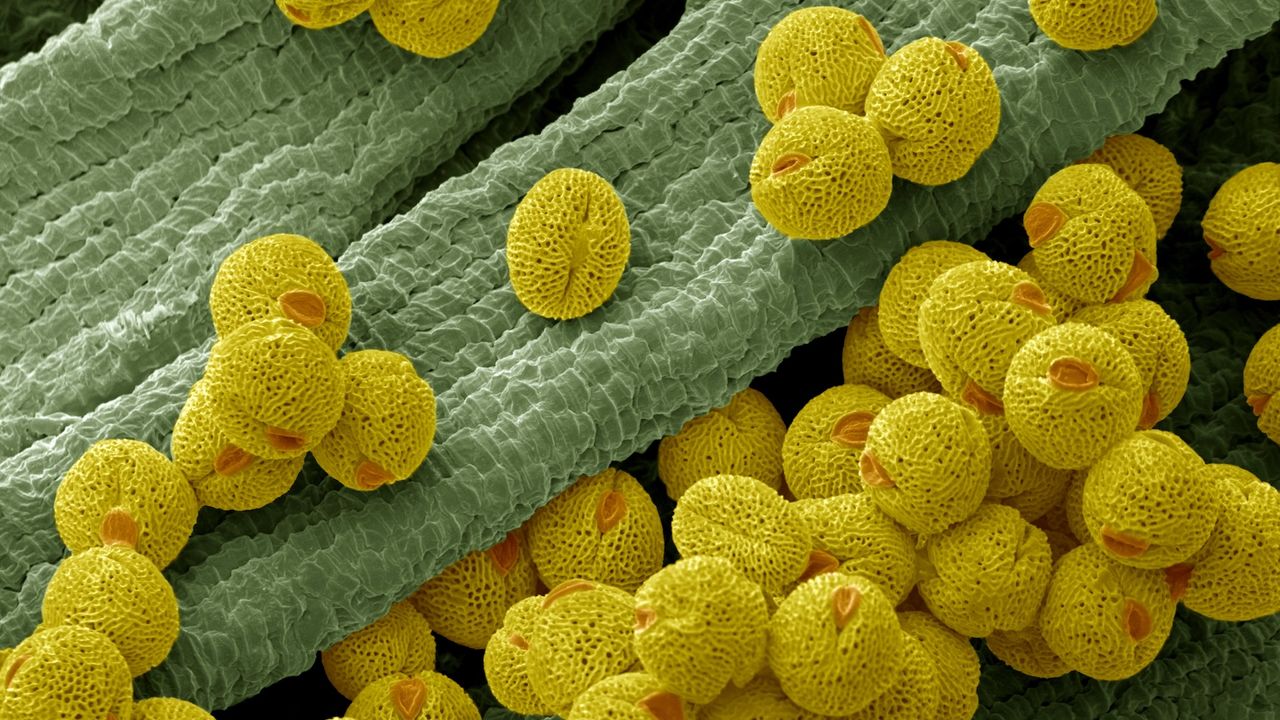 Scientists propose using pollen to make paper and sponges
