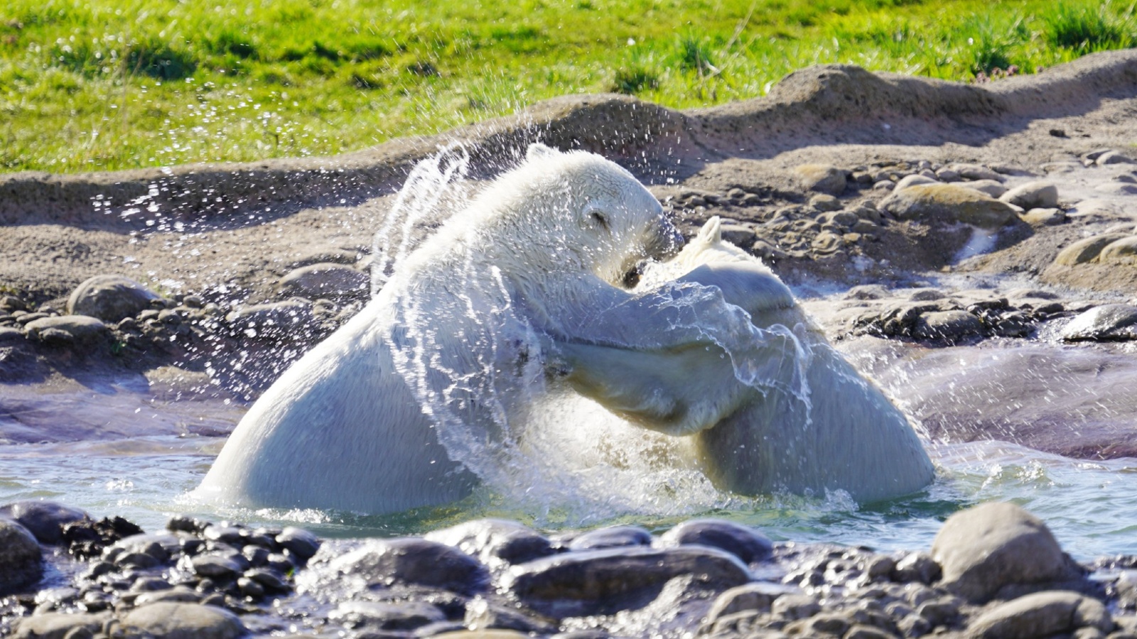 The bears play fight in water