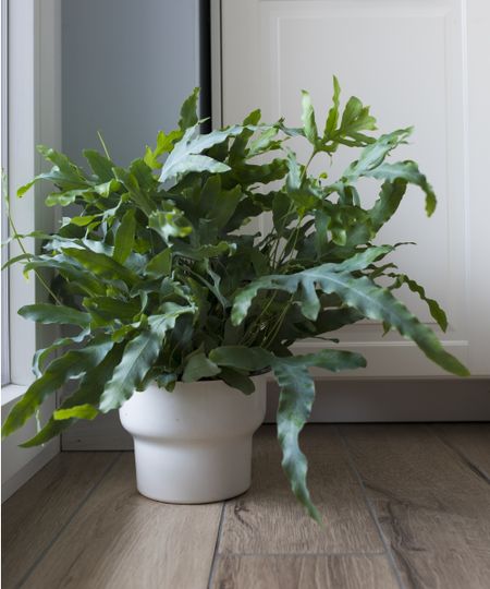 Blue star fern in white pot