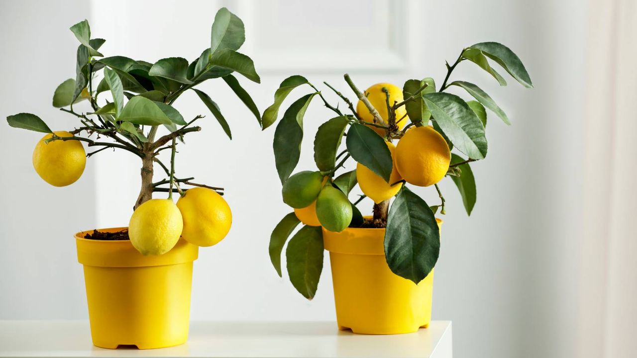 Two indoor lemon trees sitting on a table