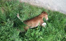 dumped dead foal