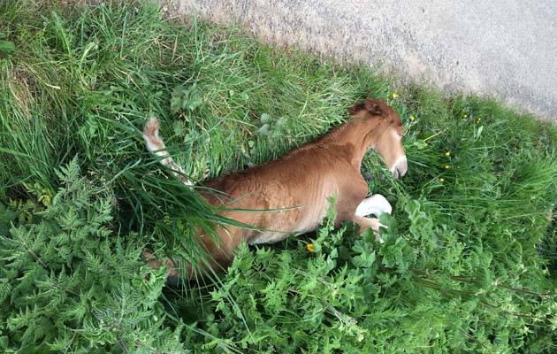 dumped dead foal