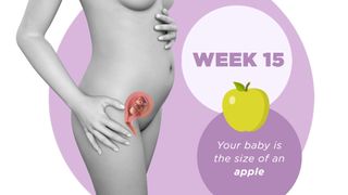 Pregnancy week by week 15