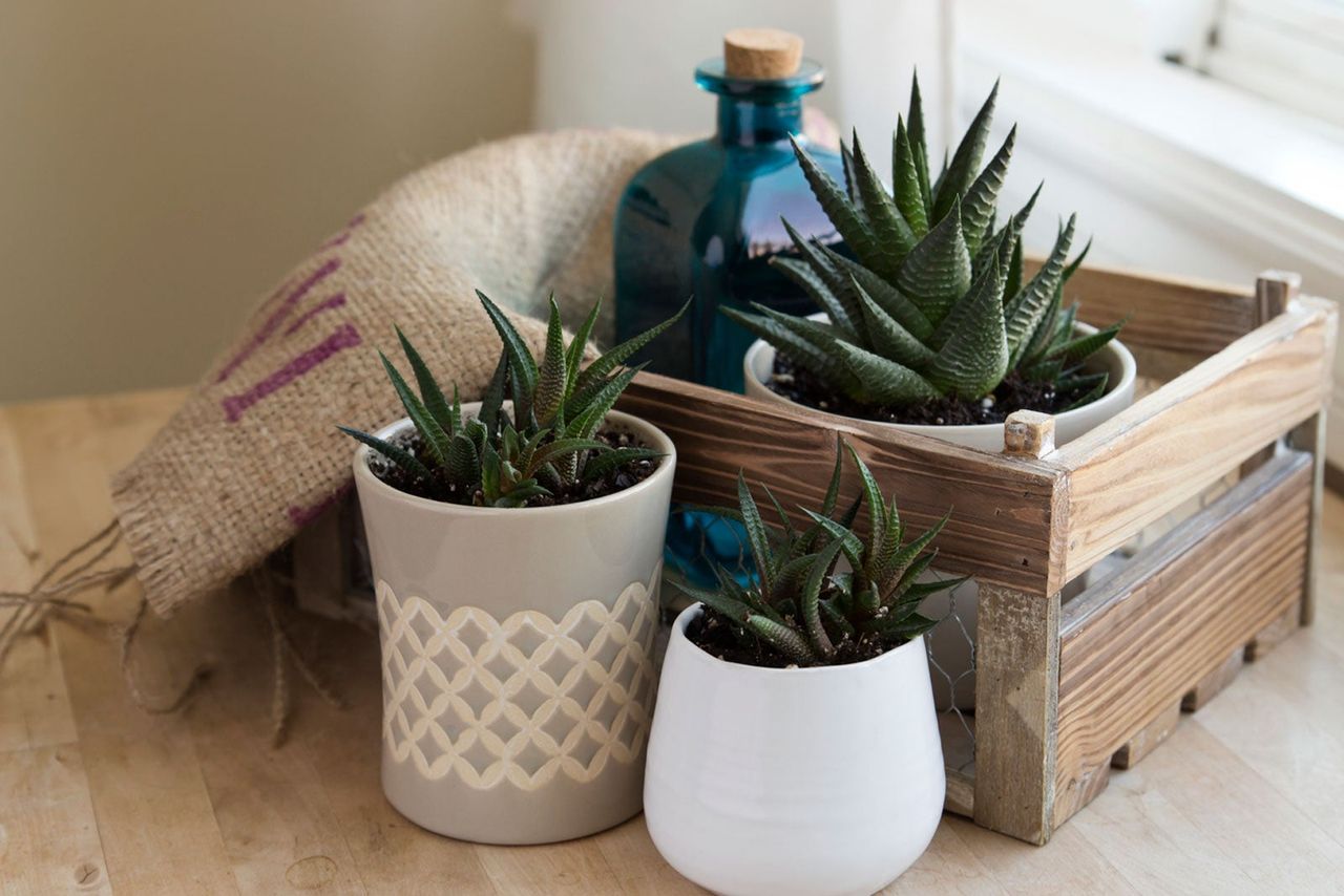 Indoor Small Potted Haworthia Plants