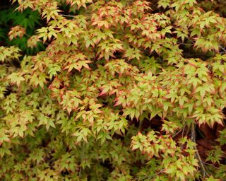 close up of the red tinged leaves of Acer palmatum ‘Little Princess’