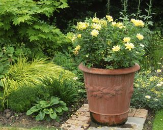 yellow rose in pot