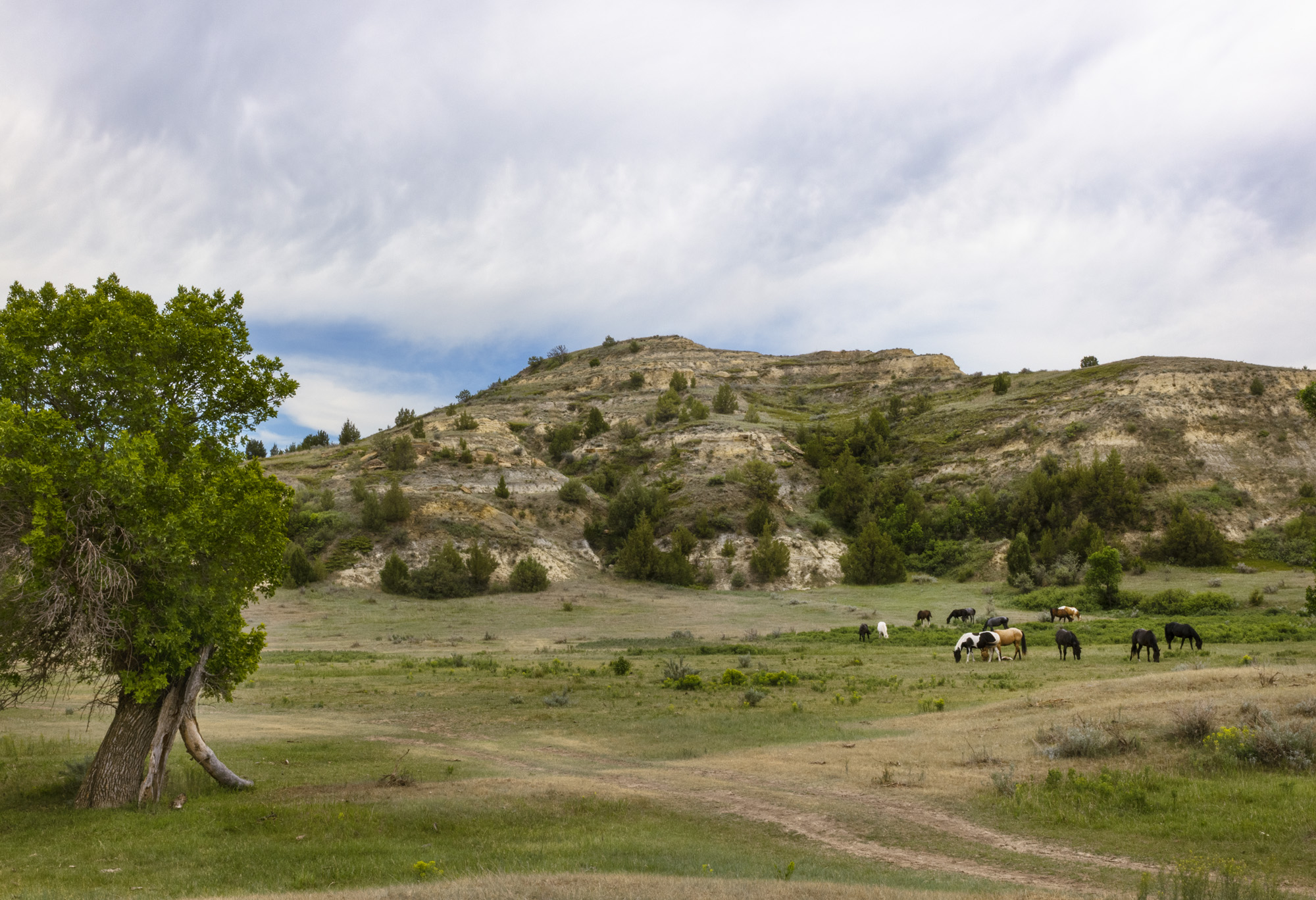 landscape views of Theodore Roosevelt Presidential Library and its context in the Badlands, South Dakota