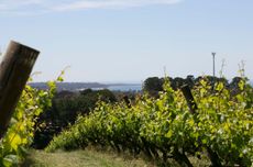 Mornington Peninsula wines