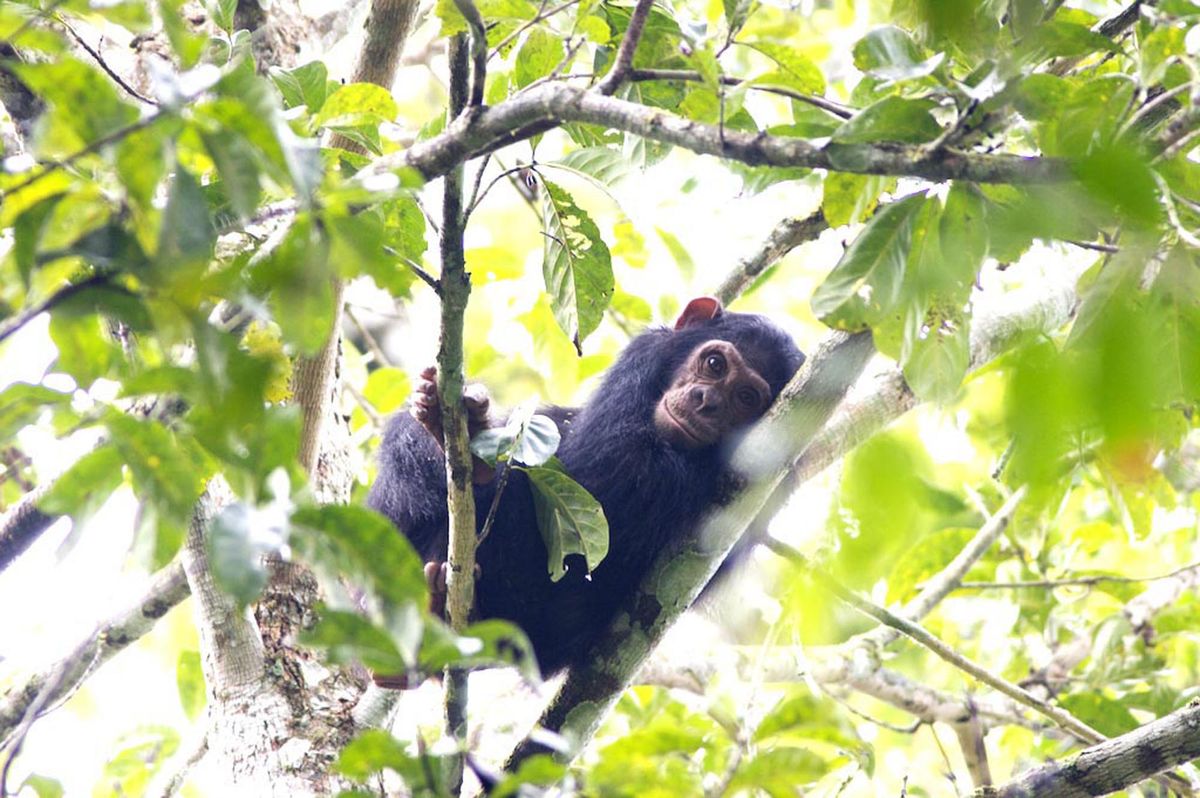 Photos: See Gorillas and Chimpanzees Swinging from Trees | Live Science