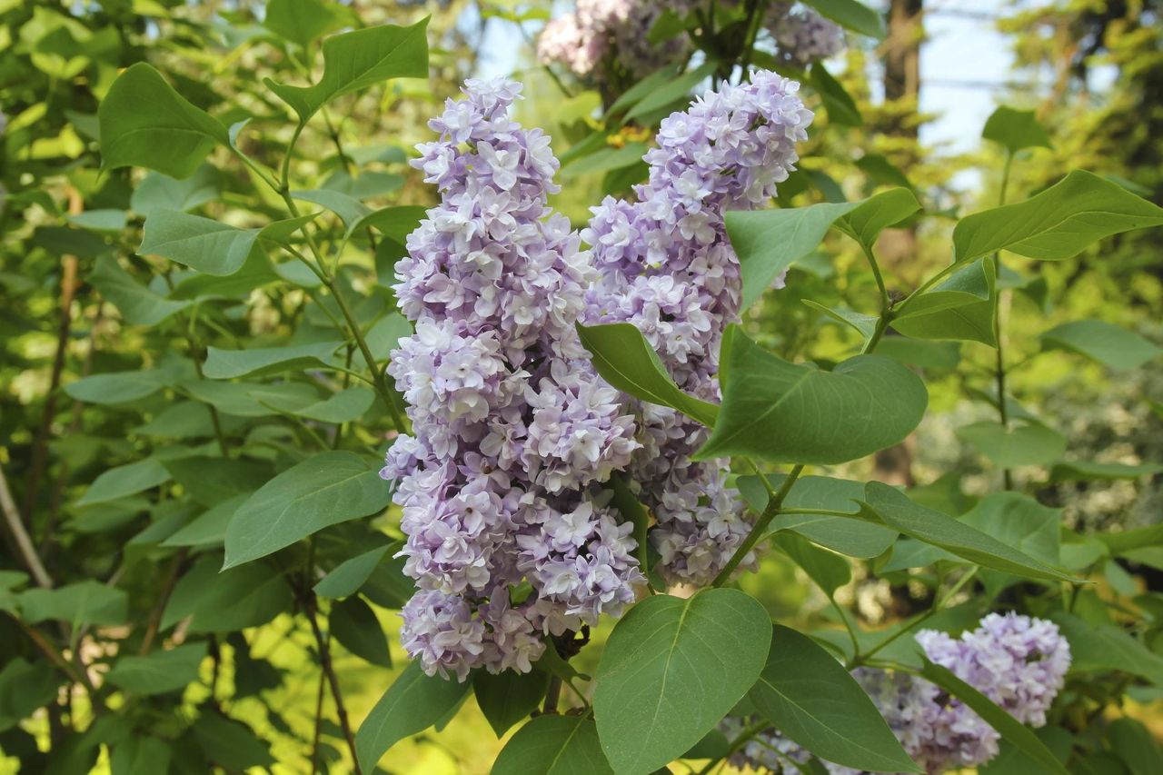 Purple Lilac Flowers