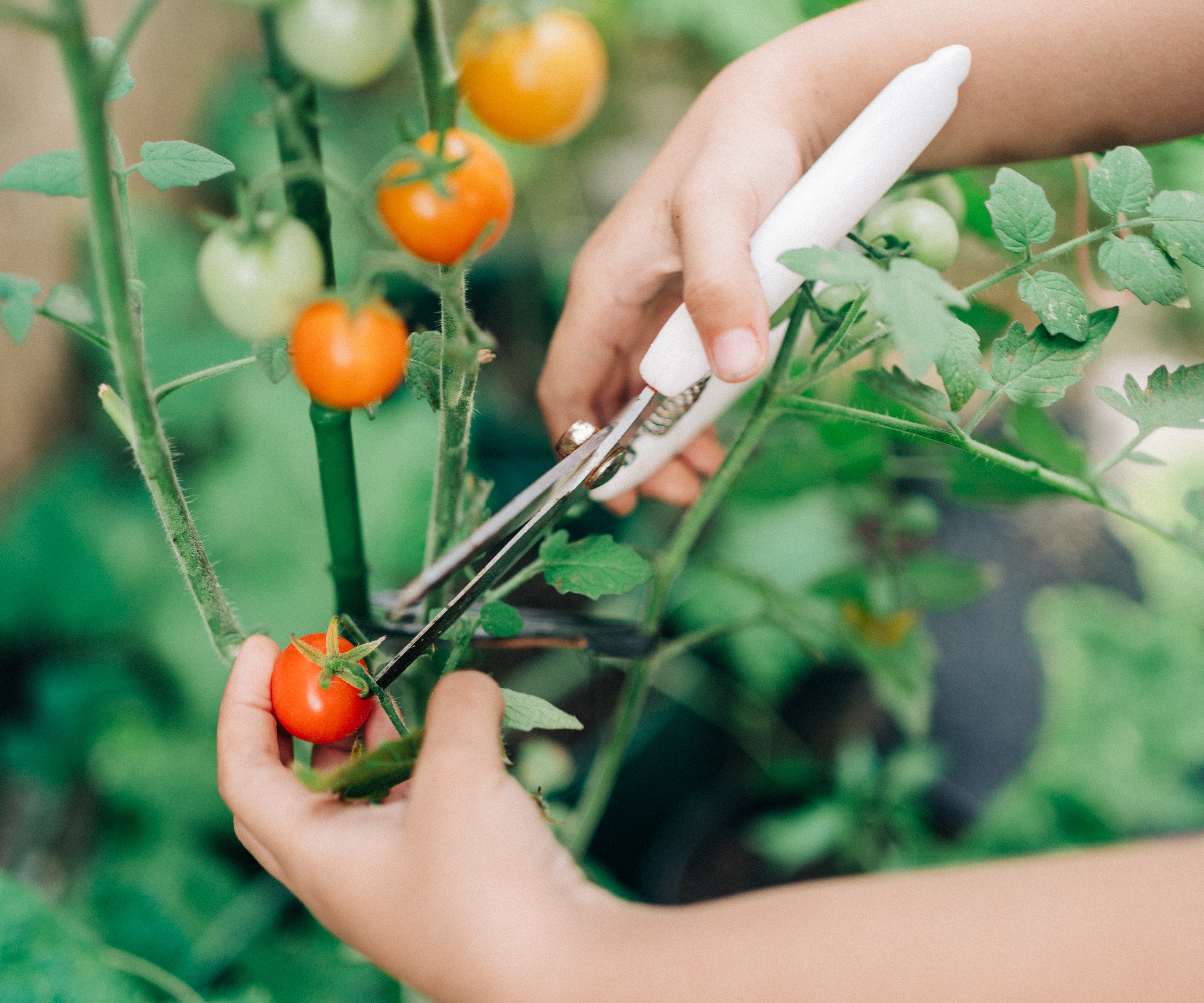Pruning snips on tomatoes