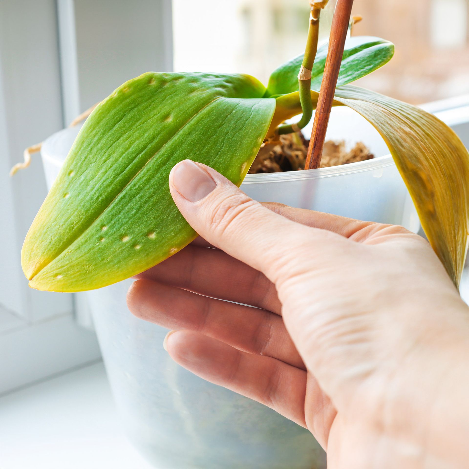 Orchid leaf with yellowing and small raised spots being examined by hand, indicating potential disease or care issues.