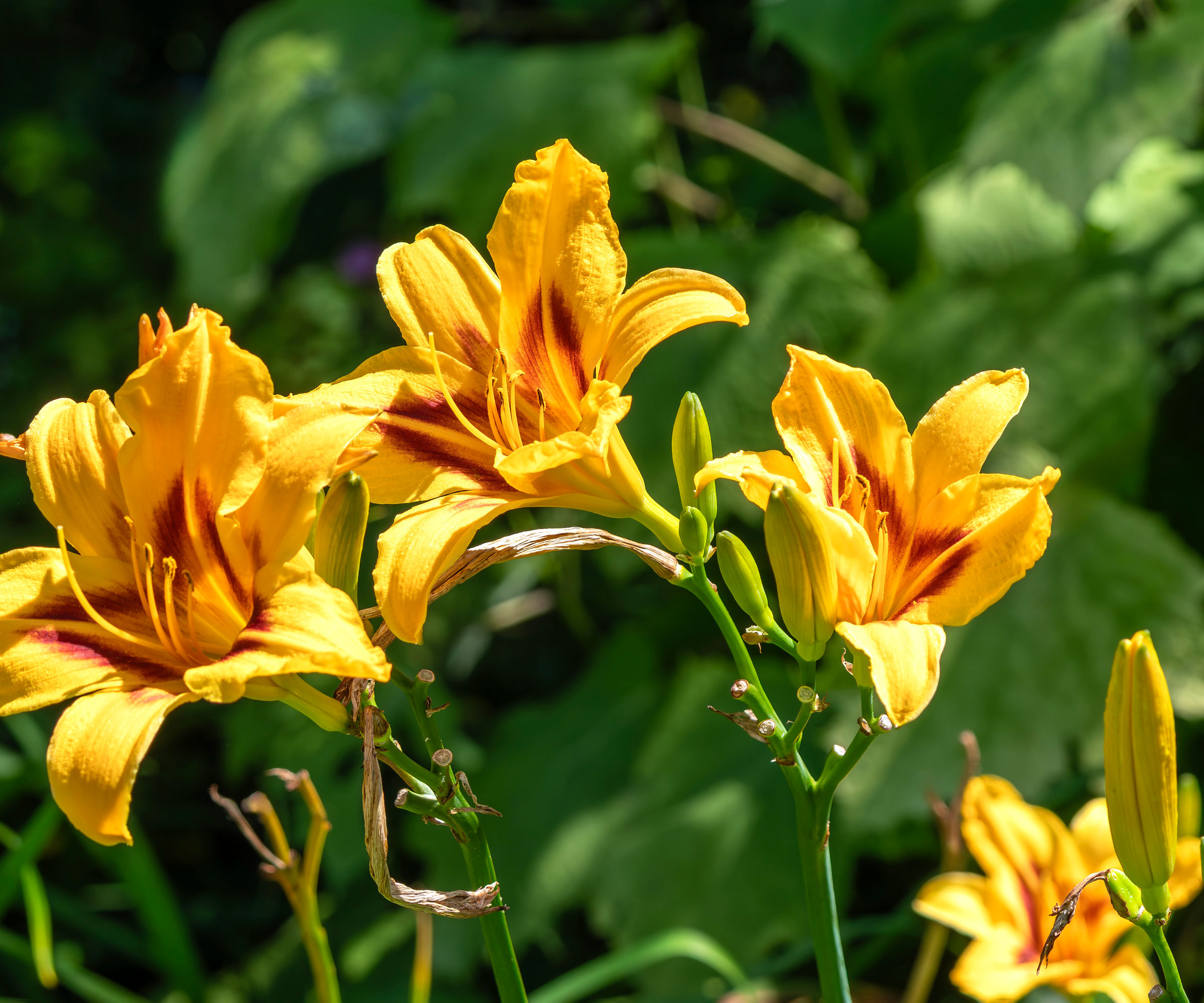 daylilies in garden showing bright gold flowers