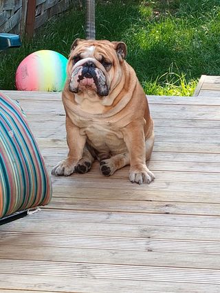 Britain's ugliest dog