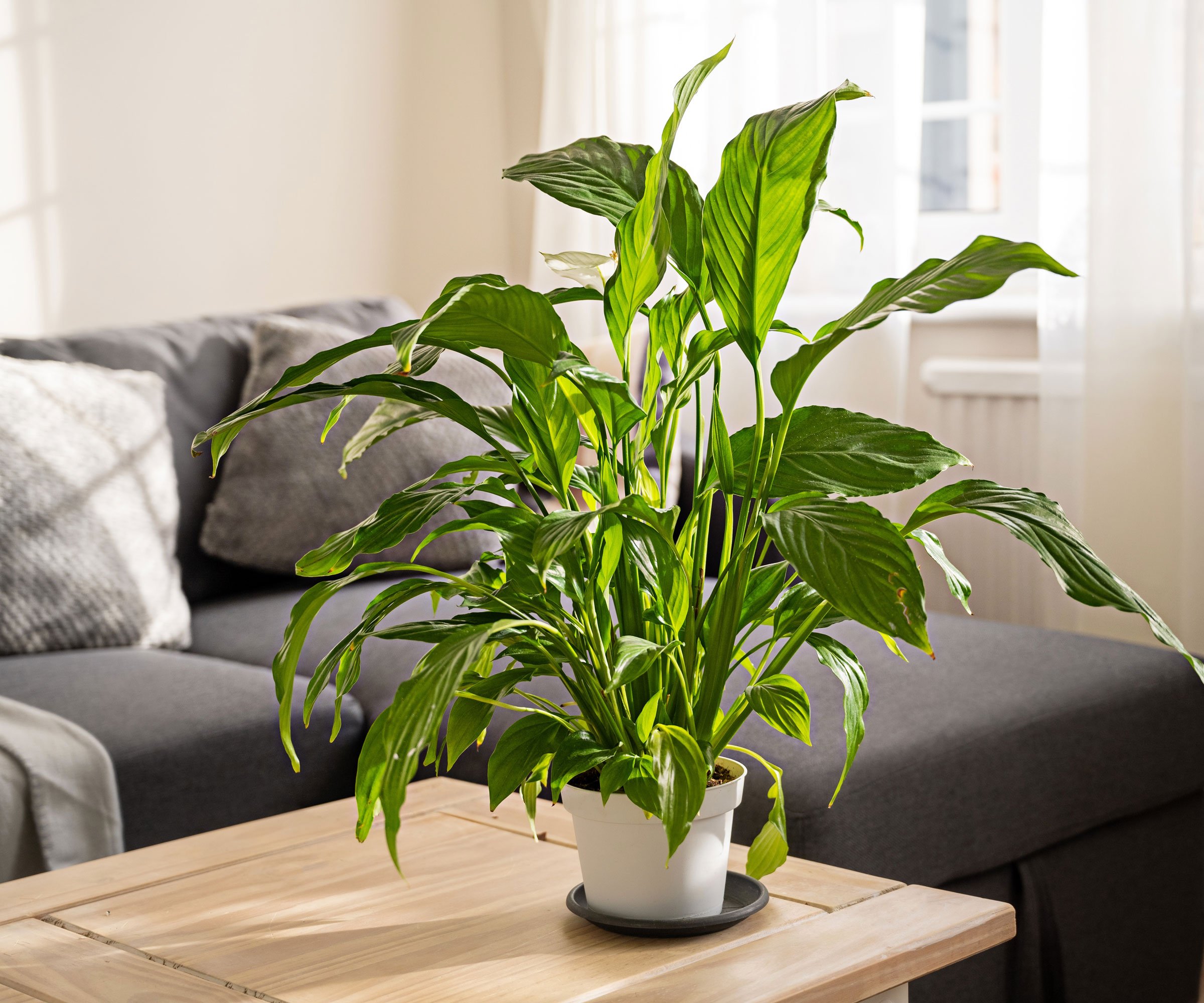 peace lily houseplant on wooden living room table