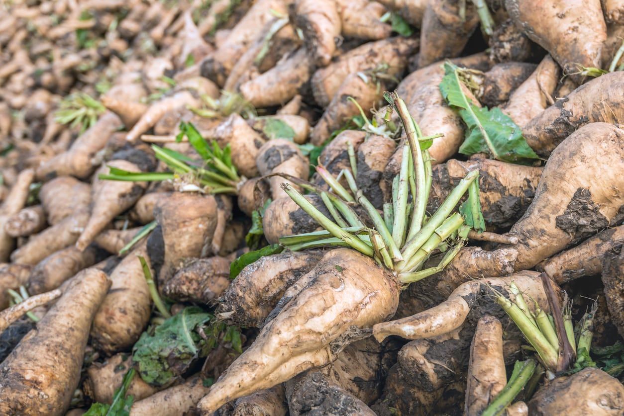 Chicory Root In The Garden