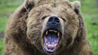 grizzly bear facing the camera with its mouth open and teeth showing