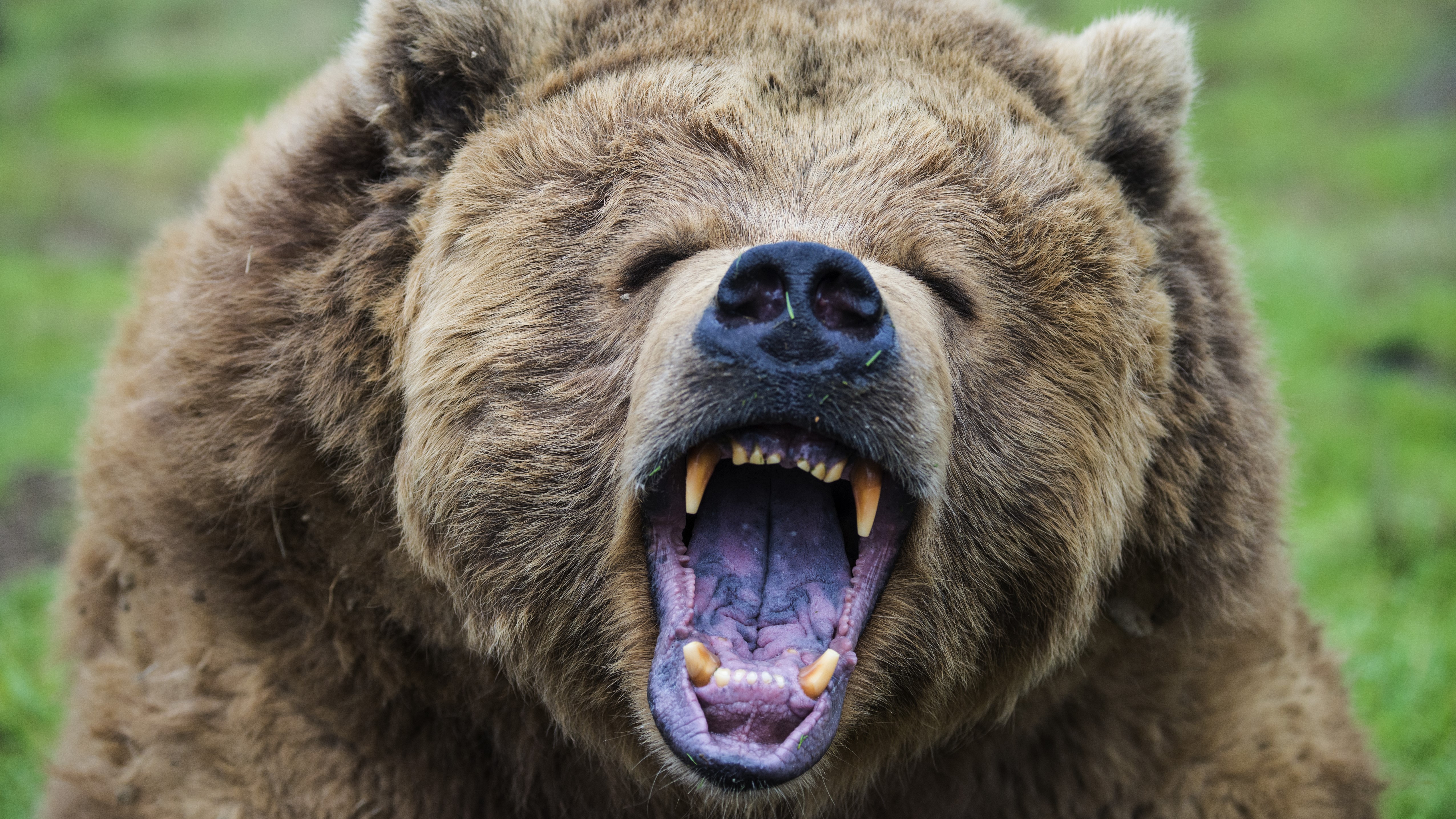 grizzly bear facing the camera with its mouth open and teeth showing