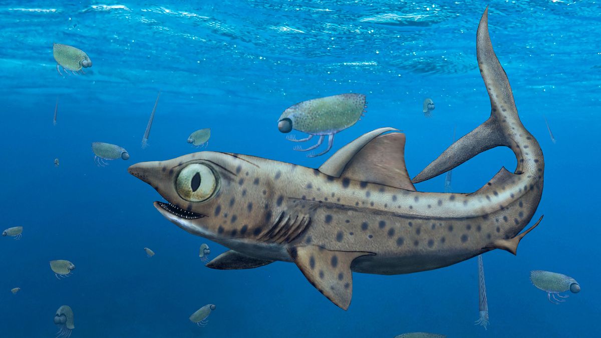 Wide-eyed prehistoric shark hid its sharpest teeth in nightmare jaws - Livescience.com