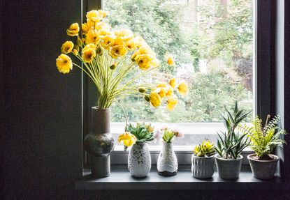 yellow poppies in a vase on a windowsill with succulents