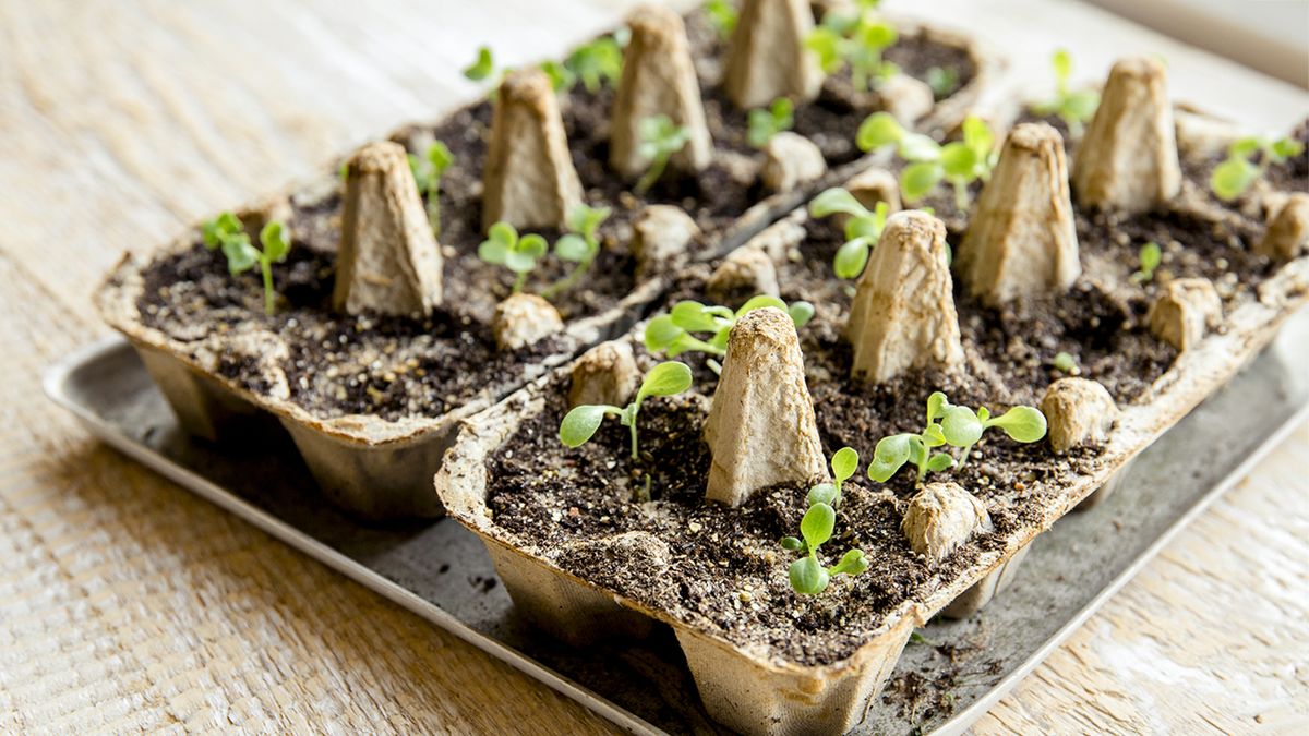 Starting Seeds In Egg Cartons: How To DIY Seedling Trays ...