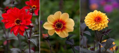 How to grow dahlias: fill your garden with late summer color | Homes ...