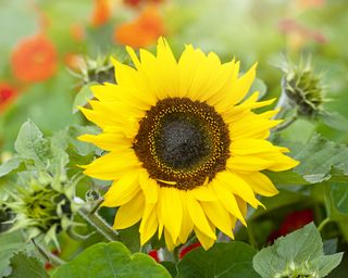 large sunflower head in bloom