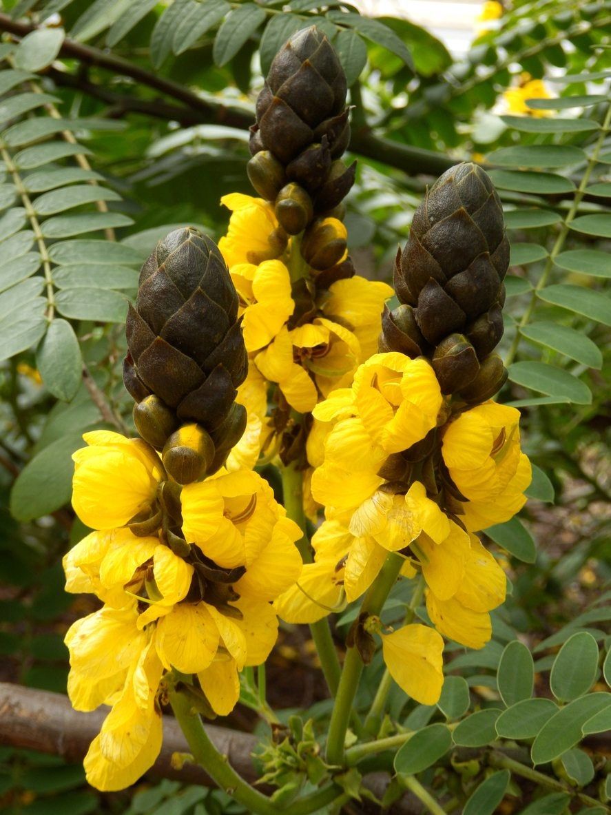 Popcorn Cassia Care Tips On Growing Popcorn Cassia Plants Gardening