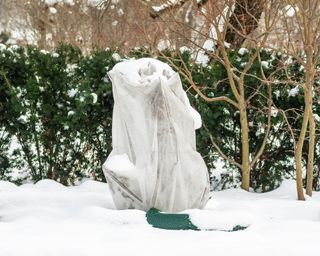 Plant in the snow covered by fabric to protect it from frost, freeze and cold temperatures