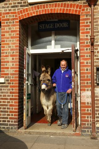 A man leads a donkey out of the stage door in London's Wets End